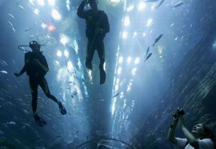 Giant Aquarium in Dubai Mall