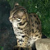 9 Species Type Cat Indonesia