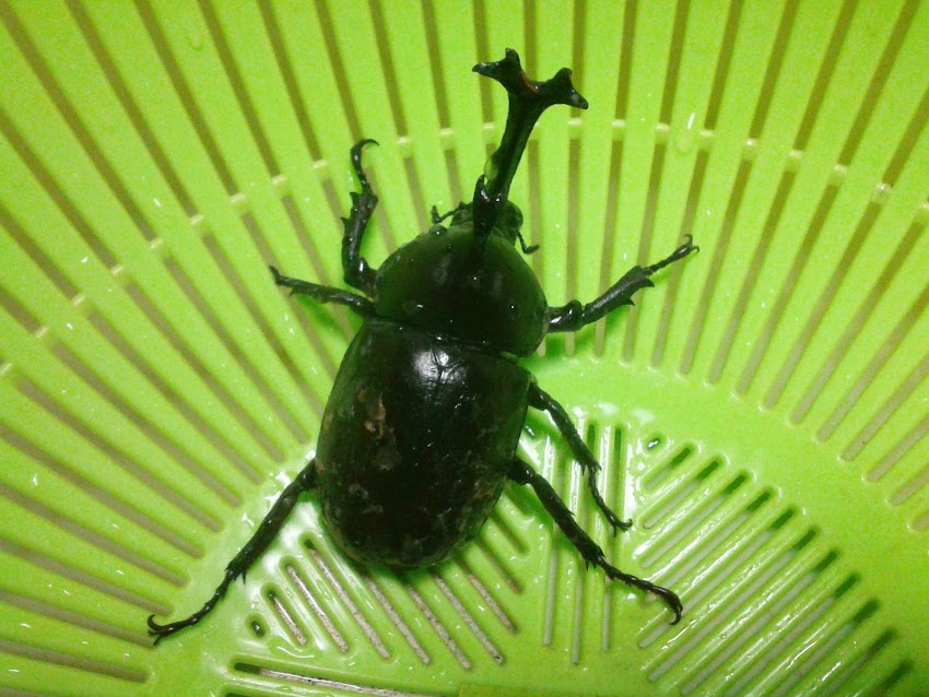 カブトムシ君