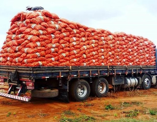 Região de Irecê apresenta aumento gradativo do volume e intensificação das vendas - Cebola / Cepea