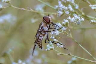 mosca-abeja-exoprosopa-grandis-