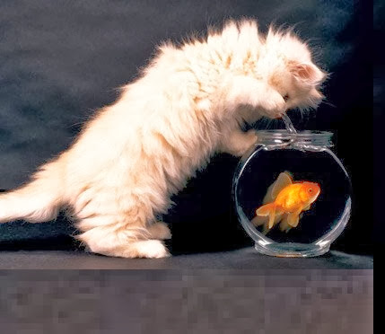 Beautiful Cat & Gold Fish HD Wallpaper Free