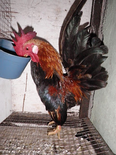 julbeli ayam  kate serama Membuat  Kandang Untuk Ayam  Kate 