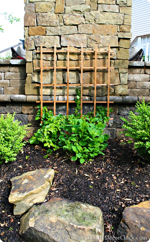 climbing hydrangea