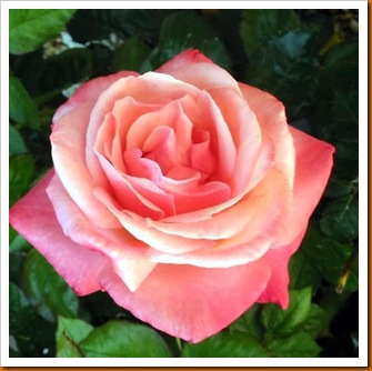 DINAHS ROSE