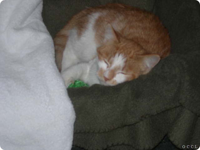 Harley Nov 5 2008-2