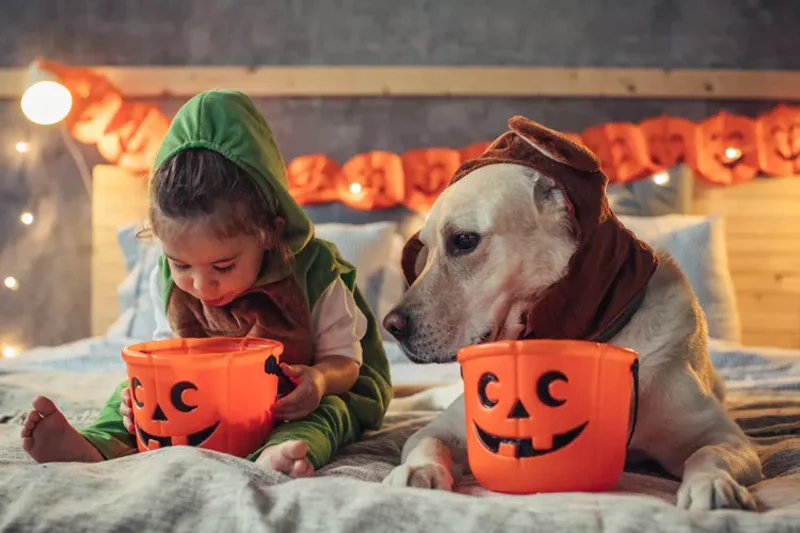 8 Must Follow Pet Safety Tips for Halloween