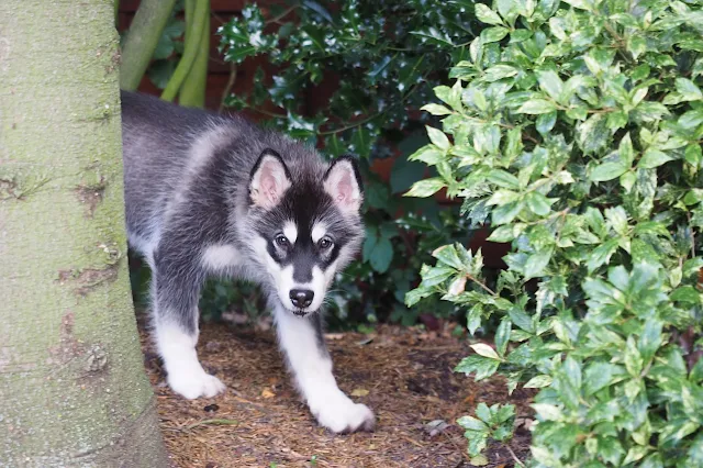 Alaskan Malamute