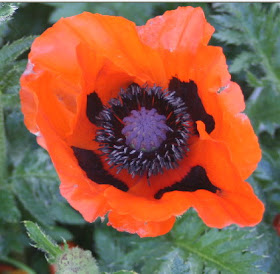 Poppy red flower as symbol of remembrance