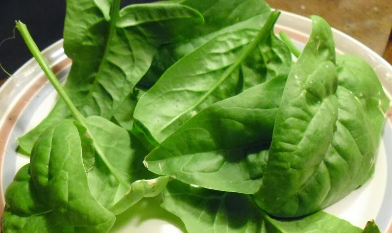 Harvested Olympia Spinach