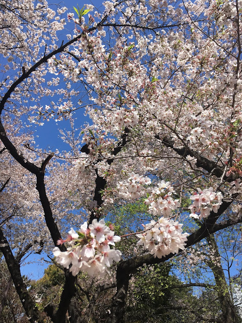 新宿御苑の桜の木