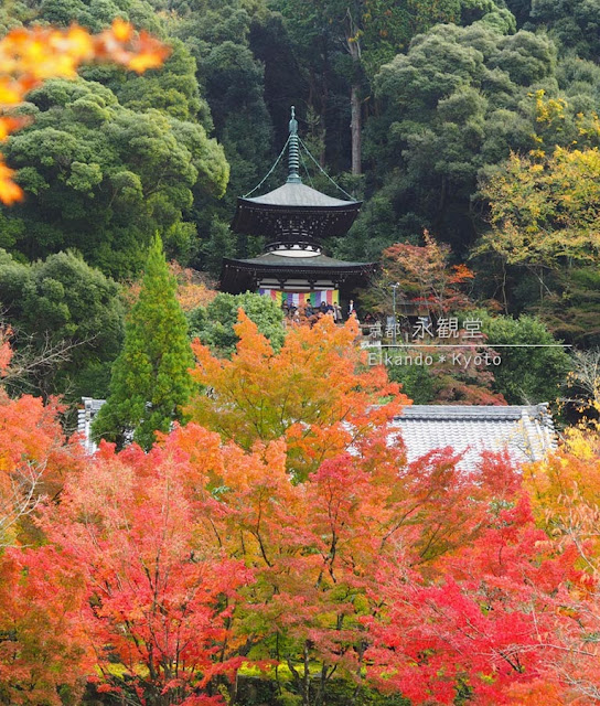 永観堂の紅葉＆多宝塔