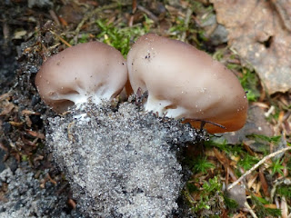 Gyromitra ancilis - Gyromitre en bouclier