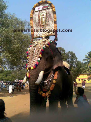 trained asian elephant,vishnusankar kerala,kerla elephant,vishnu elephant,indian elephant photo