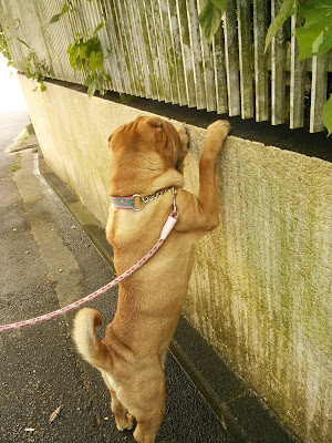 sharpei sakura