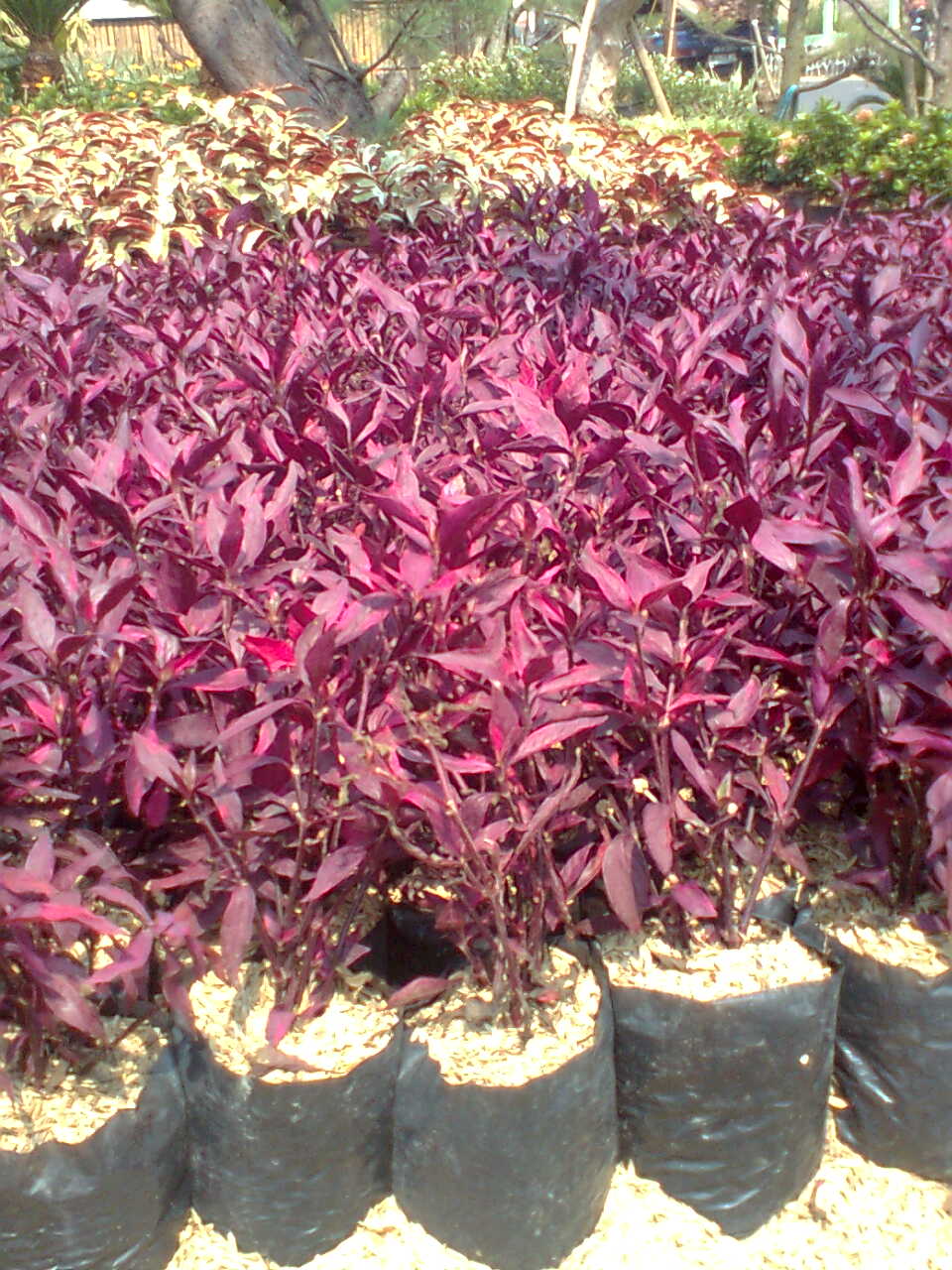 Pohon Erpah Bayam merah Tukang Taman