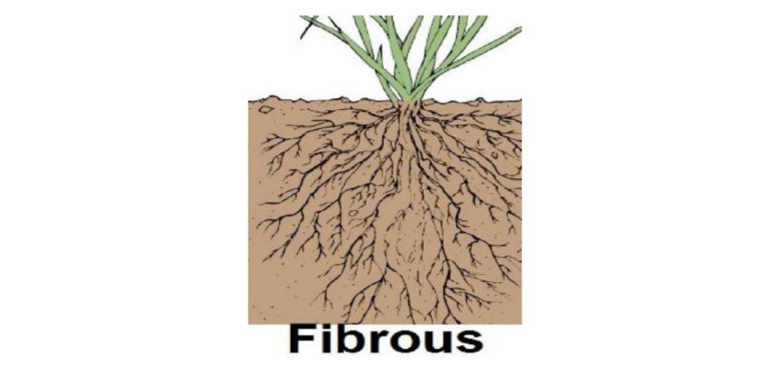 getting to know plants class 6 notes questions and answers in English | Class 6 Science Chapter 7 Getting to Know plants keywords | Class 6 science chapter 7 getting to know plants notes questions | Class 6 science chapter 7 getting to know plants notes solutions | Class 6 Science Chapter 7 Notes PDF | Class 6 Science Chapter 7 Getting to Know Plants PDF | Class 6 Science Getting to Know Plants Notes PDF Download | class 6 science chapter 7 getting to know plants notes | Class 6 Science Chapter 7 Getting to Know plants keywords | Class 6 science chapter 7 getting to know plants notes questions | Class 6 science chapter 7 getting to know plants notes solutions | Class 6 Science Chapter 7 Notes PDF | Class 6 Science Chapter 7 Getting to Know Plants PDF | Class 6 Science Getting to Know Plants Notes PDF Download | Science Class 6 Chapter 7 question answer | Class 6 Science Chapter 7 Getting to Know plants Notes | Chapter 7 science class 6 notes | Chapter 7 science class 6 pdf | Science Class 6 Chapter 7 question answer | NCERT Class 6 Science Chapter 7 PDF | Class 6 Science Chapter 7 Getting to Know plants Notes | Science class 6 chapter 7 question answer pdf | Science class 6 chapter 7 question answer mcq | Science class 6 chapter 7 question answer extra | chapter 7 science class 6 question answer for CBSE and U.P Board |