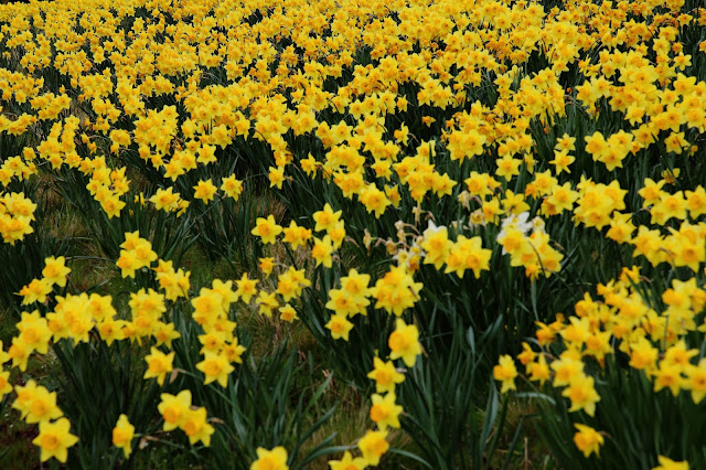 Daffodil Flower HD Wallpapers Free Download