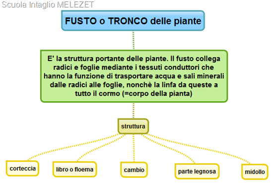 FUSTO o TRONCO delle piante a