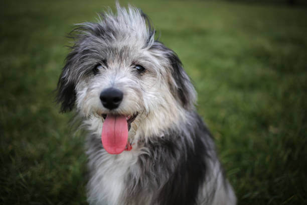 La race de chien Aussiedoodle: Berger Australien croisé Caniche (caractère, élevage et prix)