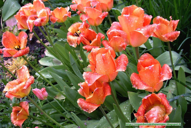 Fleurs de Tulipes