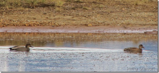 Pair of Gadwall