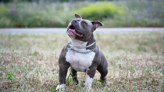 Pit Bull