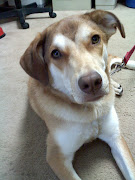 We believe beautiful Miss Ally is a German Shepherd/Husky mix young girl.