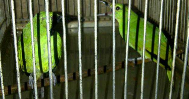 Tips Sukses Menjodohkan Burung Cucak Hijau Dengan Sistem 
