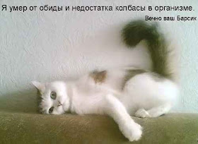 Фотоприколы коты (Funny cat)