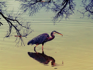 Gambar burung bangau