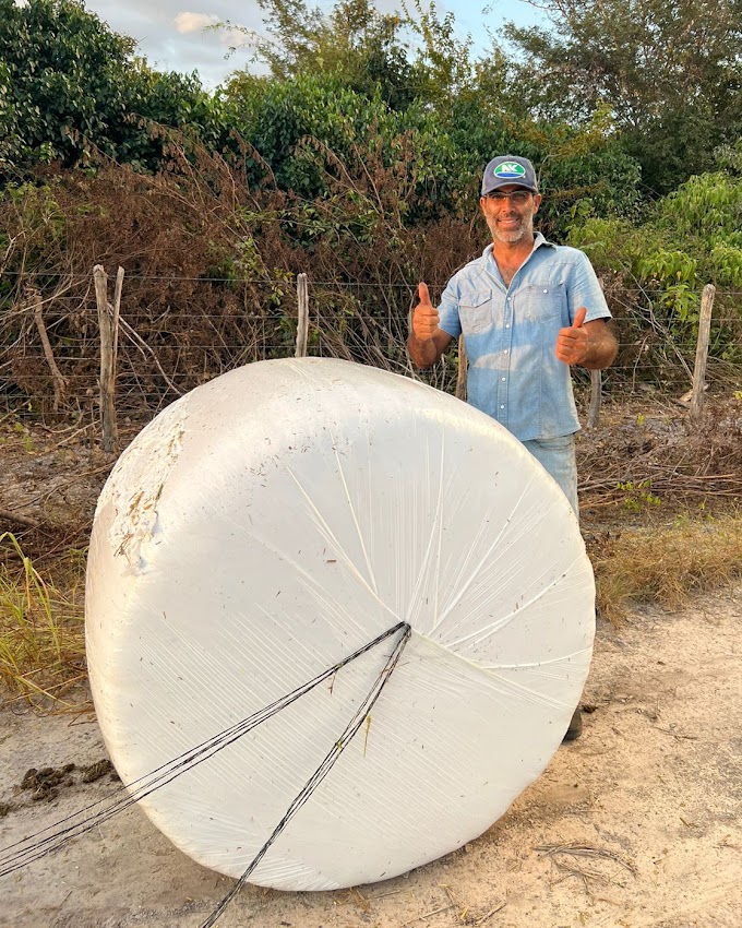Fazenda Torres vende silagem de milheto em Cocal; produto é uma alternativa de alta qualidade para alimentação de ruminantes
