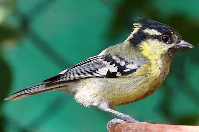 Indian Yellow Tit