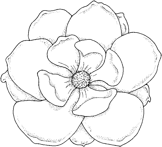 Coloring Pages Flower Coloring Pages BEDECOR Free Coloring Picture wallpaper give a chance to color on the wall without getting in trouble! Fill the walls of your home or office with stress-relieving [bedroomdecorz.blogspot.com]