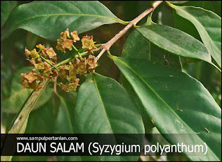 Daun Salam (Syzygium Polyanthum) Sebagai Obat Asam Urat Alami Yang Gampang Untuk Dibentuk Sendiri