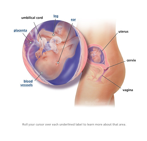 images of babies in the womb. hair Baby-in-Womb images of