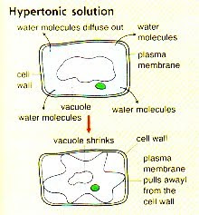 Movement Of Substances Across The Plasma Membrane 3 2 Movement Of Substance Across The Plasma Membrane In Everyday Life