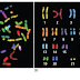 Chromosomal : Packaged into a Set of Chromosomes