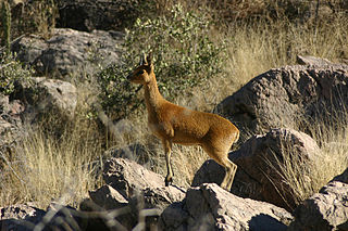 Klipspringer is one of the cutest animals in the world.