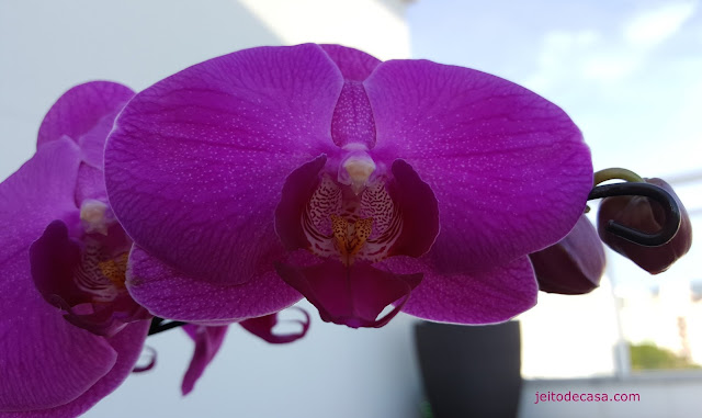 orquidea-para-decorar