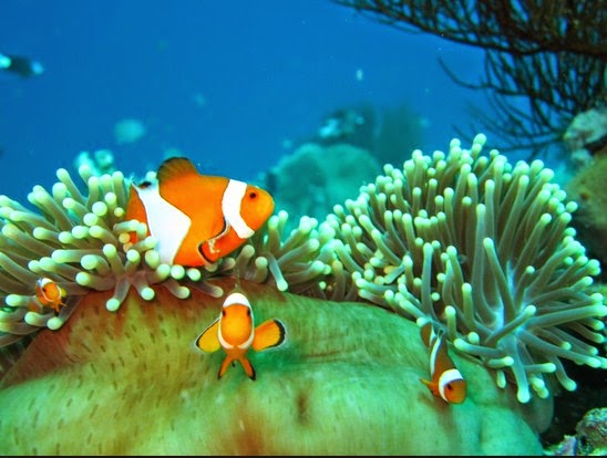 Pemandangan Alami Bawah Laut Biru