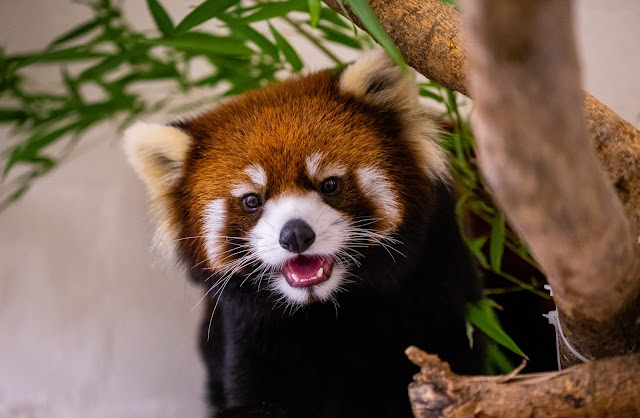 Red Panda - Panda Rojo