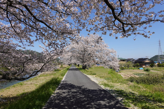 法勝寺川桜並木道　ソメイヨシノ桜