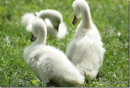 YP_Signets
