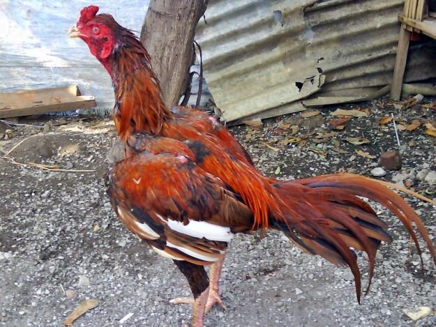 Ayam Bangkok Berdasarkan Warna ~ Agro Budidaya