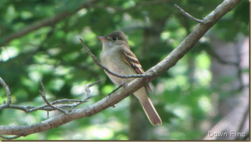 Pee Dee NWR_099