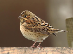 Chestnut-eared Bunting - Jim Woods