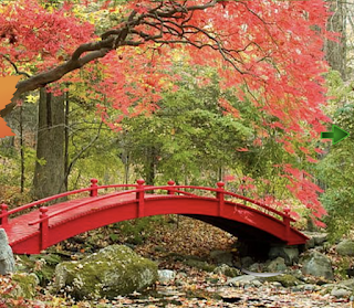 Maple Autumn Forest Escape