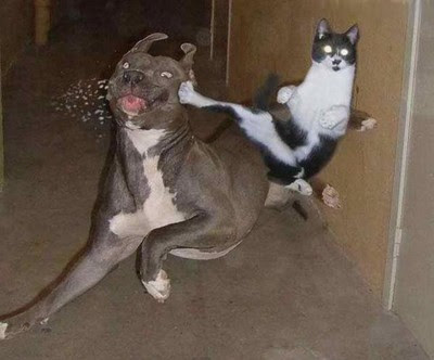 cat_kicks_dog_12362_Funny_cats_and_dogs_pics-s400x332-49222.jpg