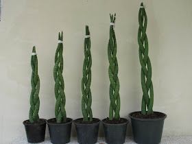 Sanseveria